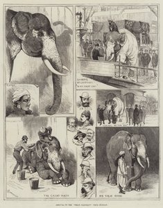 Ankomst af den hvide elefant fra Burmah